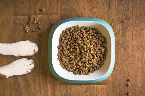 Dog paws with a bowl of dry dog kibble 