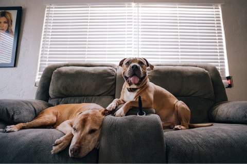 Two large dogs sitting on a grey couch 