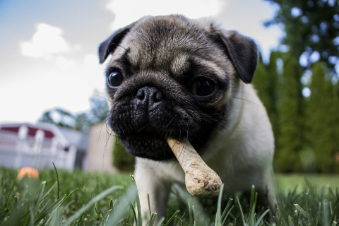 A pug chewing on a treat outside 
