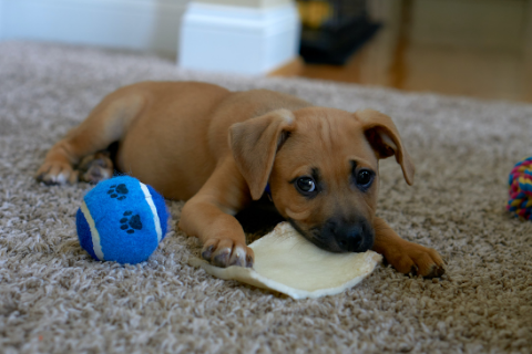 Puppy chewing on a treat while waiting to play ball fetch with owner