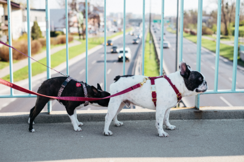 Two black and white boston terrier dogs sniffing each other's butt 