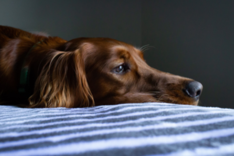 Visible symptom that your dog is experiencing anxiety includes restlessness 