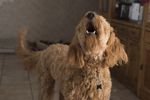 Brown doodle dog barking at home 