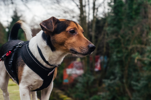 Jack Russell Terrier in a black and red harness 