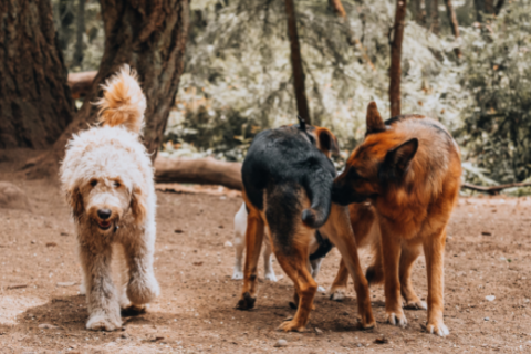 Three dogs in a forest, two dogs sniffing each other's butt