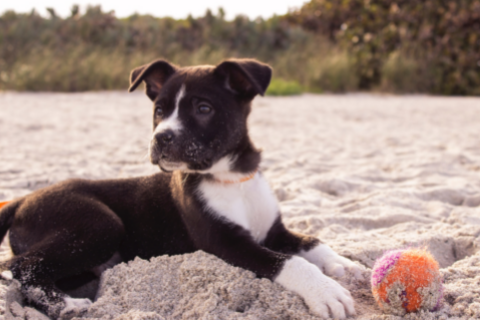 Black and white puppy playing fetch by a sandy beach 