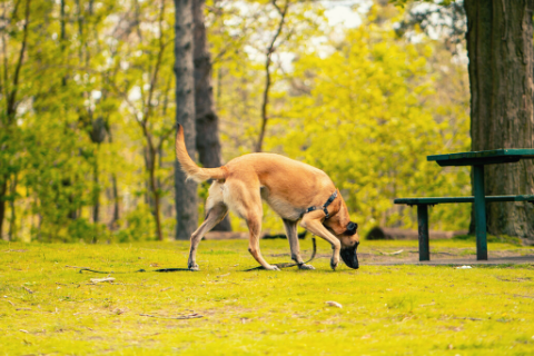 German Shepard dog sniffing around at a park  