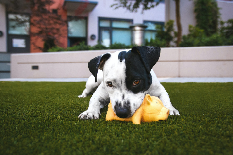 Small black and white terrier dog chewing on a yellow dog toy  
