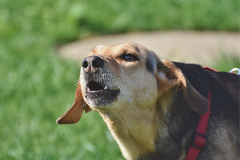 Beagles are one of the most vocal dog breeds that barks a lot 