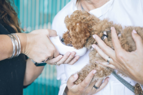 Small brown poodle at the vet for a checkup 