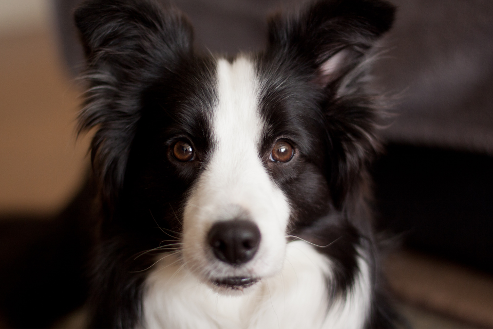 Black and white border collie staring into the camera lens 