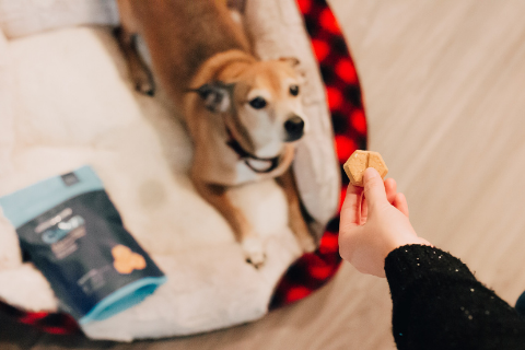 Small yellow dog waiting for a treat with girl 