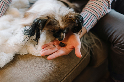 Small dog receiving a treat from owner for staying at home 