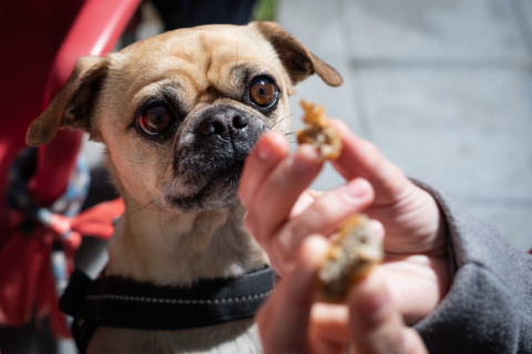A dog looking at the food held by a person 