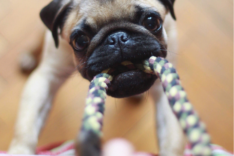 small pug playing tug-a-war with owner 
