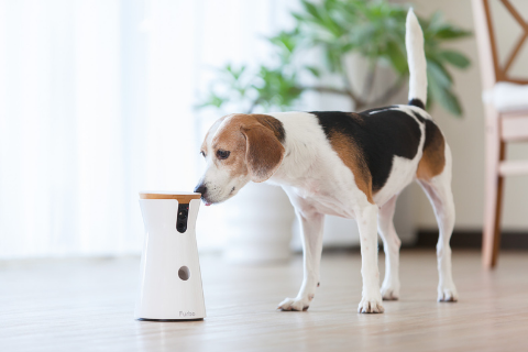Beagle dog sniffing the Furbo Dog Camera