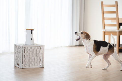 Furbo Dog Camera recording a beagle dog barking at home 