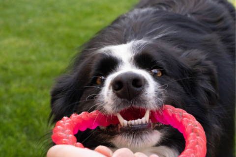 Black and white dog playing tug-a-war with  humans with a red chew toy 