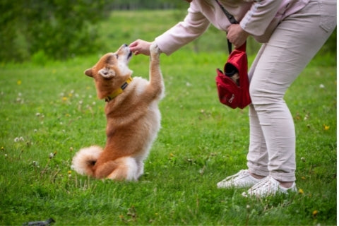 Shiba dog receiving a treat on a field of grass 