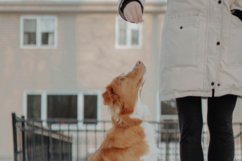 Dog looking up at owner in hopes to receive a treat 
