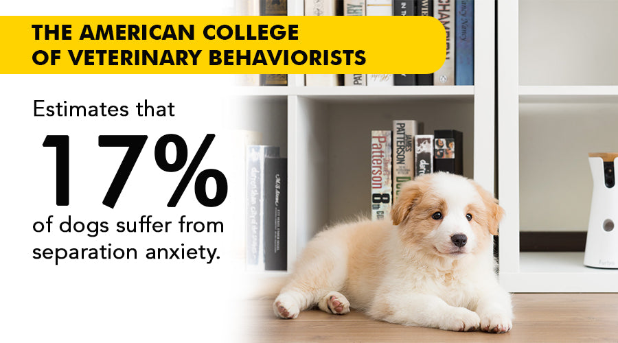 17% of dogs suffer