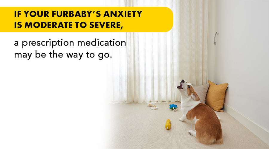 anti anxiety meds for dogs