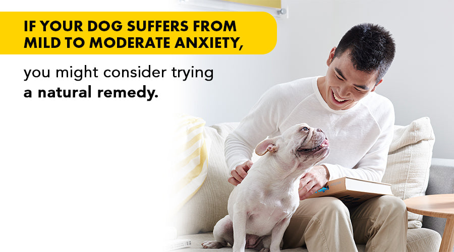 over the counter anxiety meds for dogs