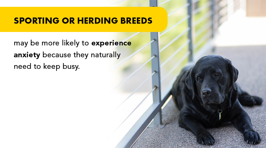 sporting or herding breeds