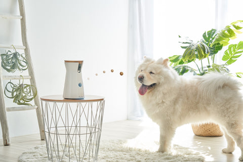 Samoyed dog receiving a treat toss from the Furbo Dog Camera 