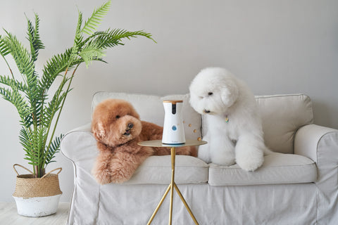 Two poodles lying on a cream colored couch looking at the Furbo Dog Camera placed on a small wooden table 