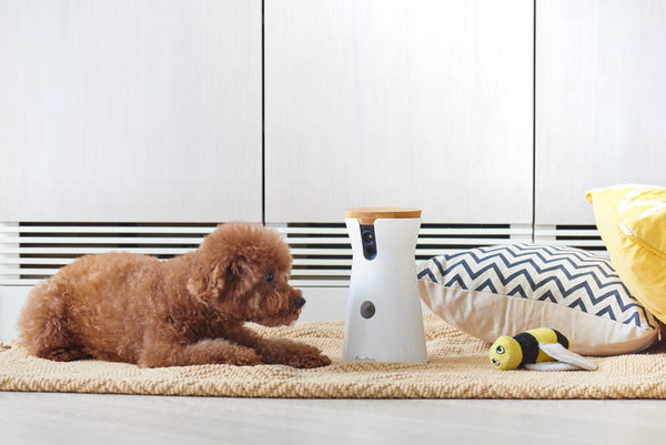 Toy Poodle talking to his mom through Furbo Dog Camera