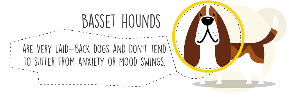 basset-hound-dogs