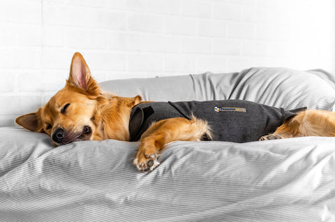 Brown pup sleeping on a soft sheeted bed wearing a weighted anxiety vest 