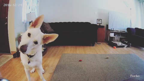 cute dog perspective