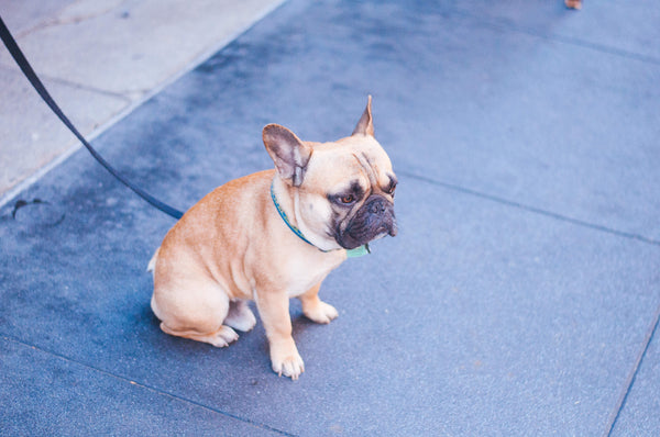 french-bulldog-with-leash