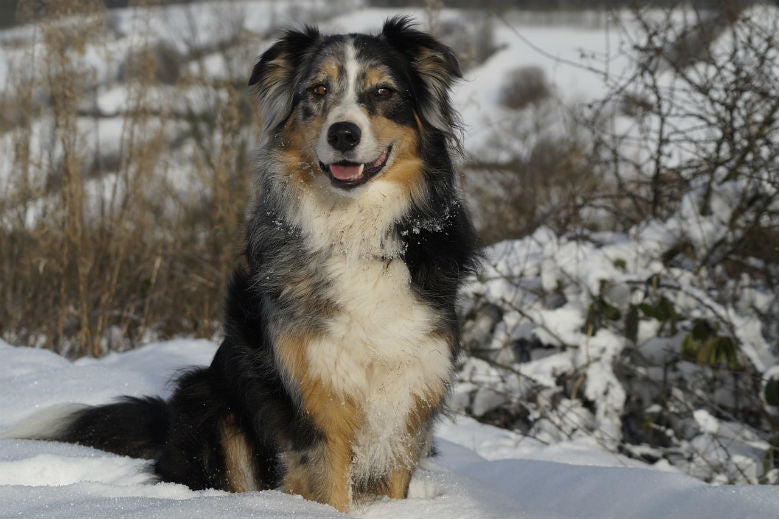 australian-shepherd-dog