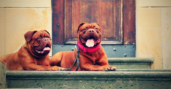 2-dogs-in-front-of-door