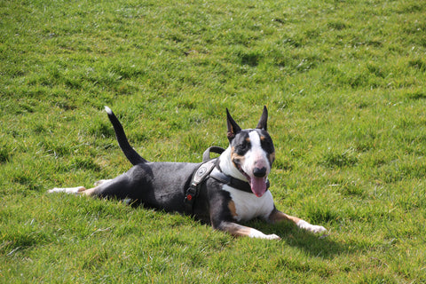 black and white mini bull terrier lying on a patch of grass