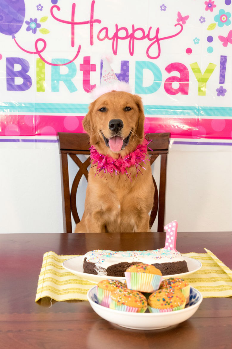 happy-birthday-dog