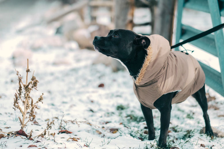 black-dog-sweater