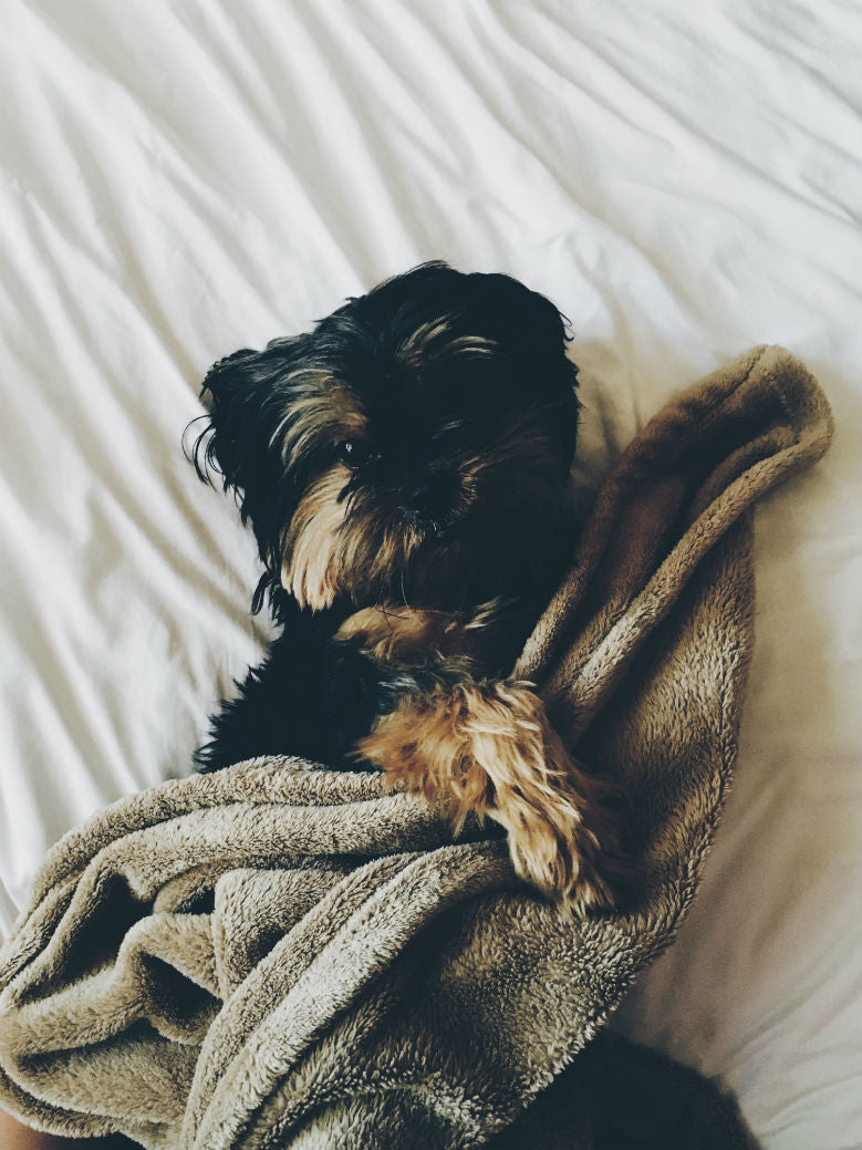 sleeping-blanket-dog