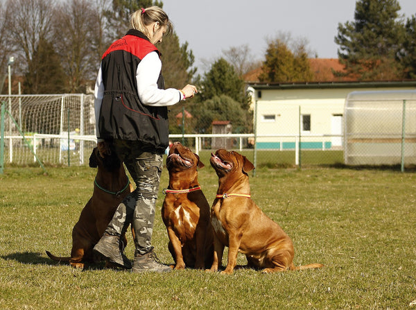 Woman training two dogs