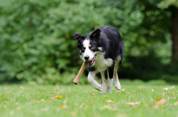 Border Collie found a bone 