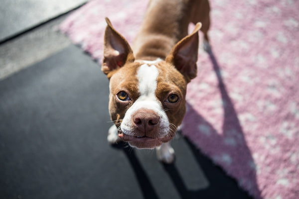 Boston Terrier looking up to camera at home 