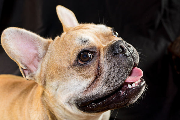 French Bull dog looking up with a big smile