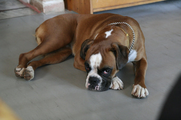 Dog Laying on the floor bored