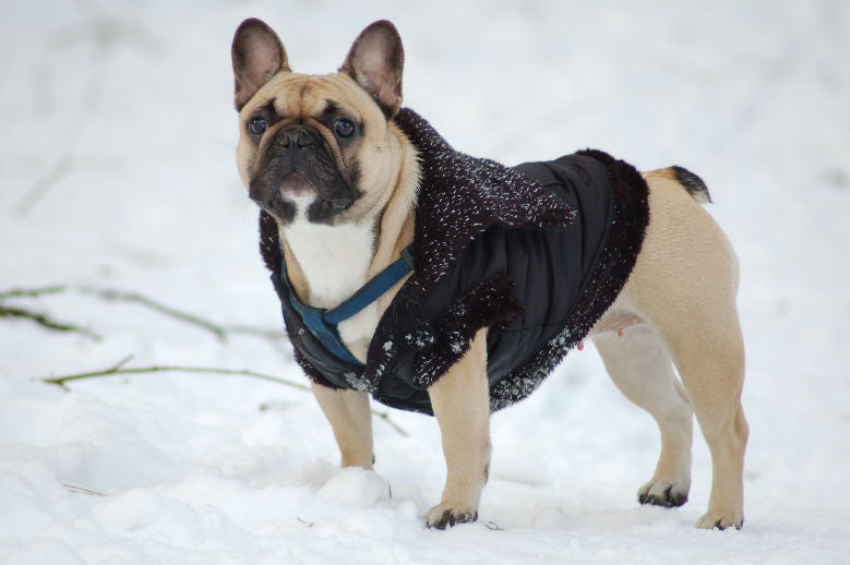 bulldog-in-sweater