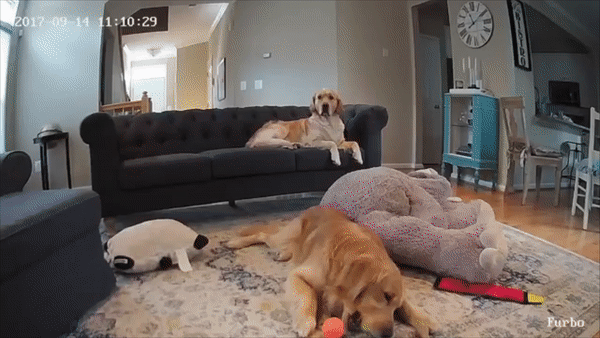 Furbo Dog Camera Ca Treat Tossing Pet Camera With Hd Cam