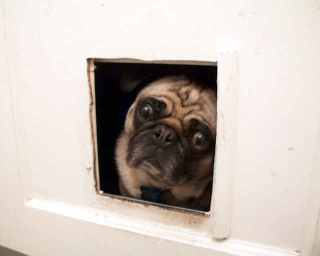 curious pug