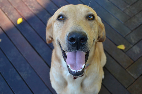 dog-smiling